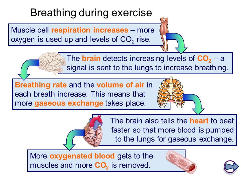 How The way we breath affects memory - Elite Weight Loss